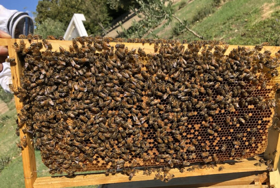 Happy World Bee Day 20th of May