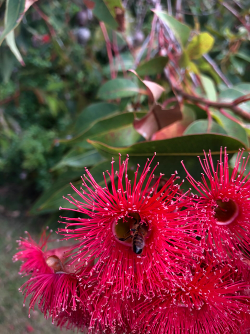 Tri Bees Gallery – The 3 Bees